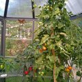 Kundebilde Oasis - Sekskantet drivhus 4 m²