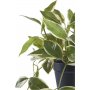 Porselensblomst kunstig plante - Grønn Porselensblomst kunstig plante - Grønn